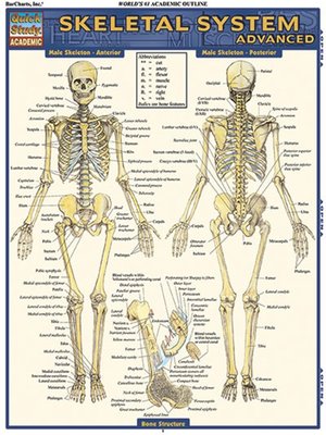 cover image of Skeletal System: Advanced
